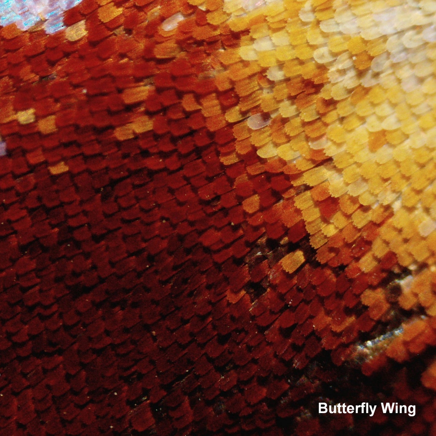 Microscope Bresser Biolux LCD Touch 5MP HDMI 30x-1200x (5201020)