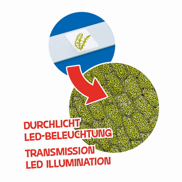 Microscope Bresser Junior 40x-640x Green with follow-up kit and adapter for smartphone (8851300B4K000)