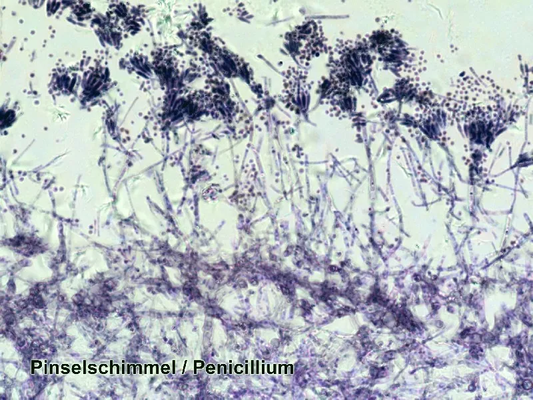 Set of micropreparations Bresser 50 pcs (5986002)
