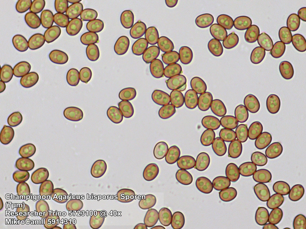 Microscope Bresser Trino Researcher 40x-1000x (5723100)