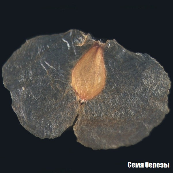 Microscope Bresser Biolux ICD Stereo 20x