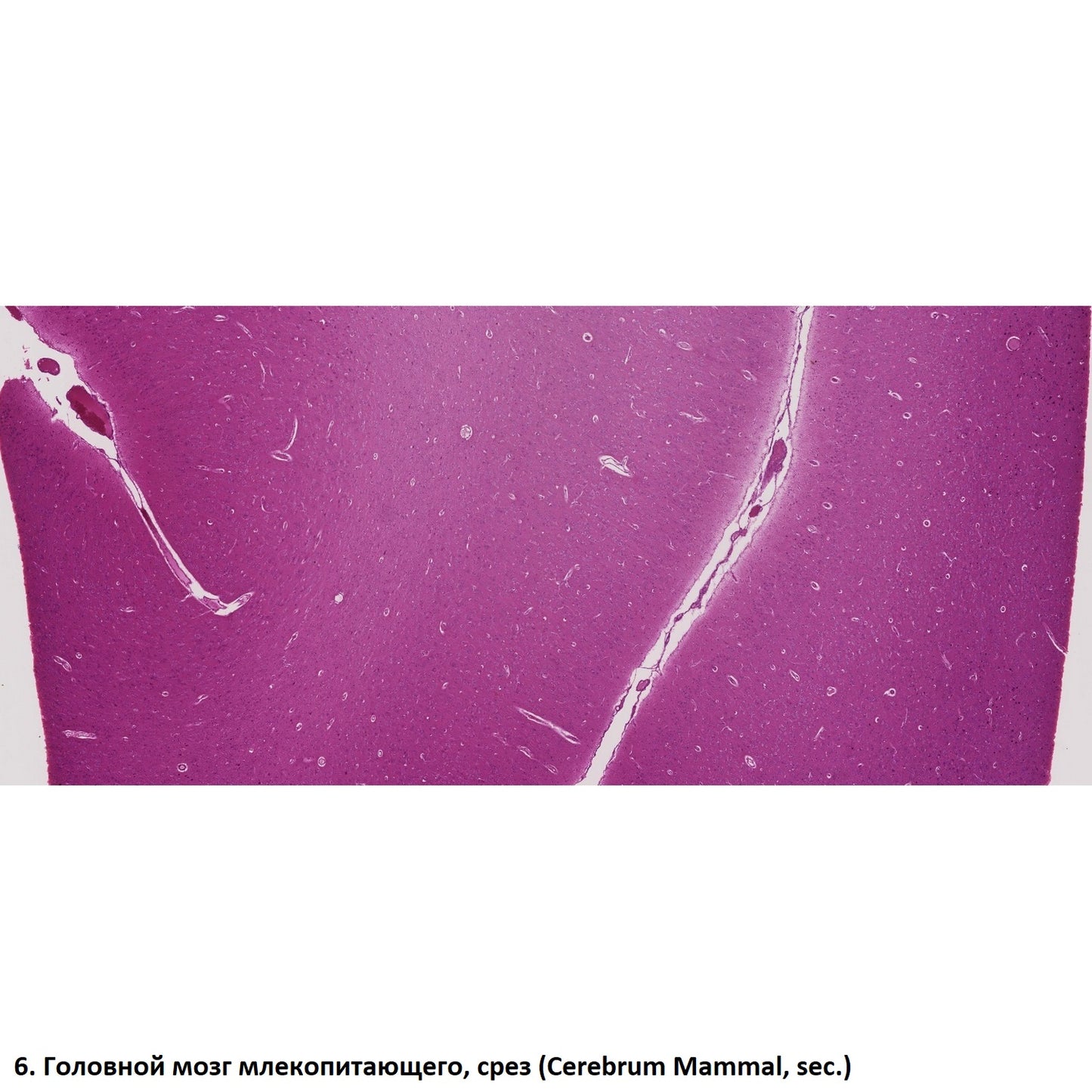Set of preparations Optima Zagalna biology E (100 pcs.) (S-003.4)