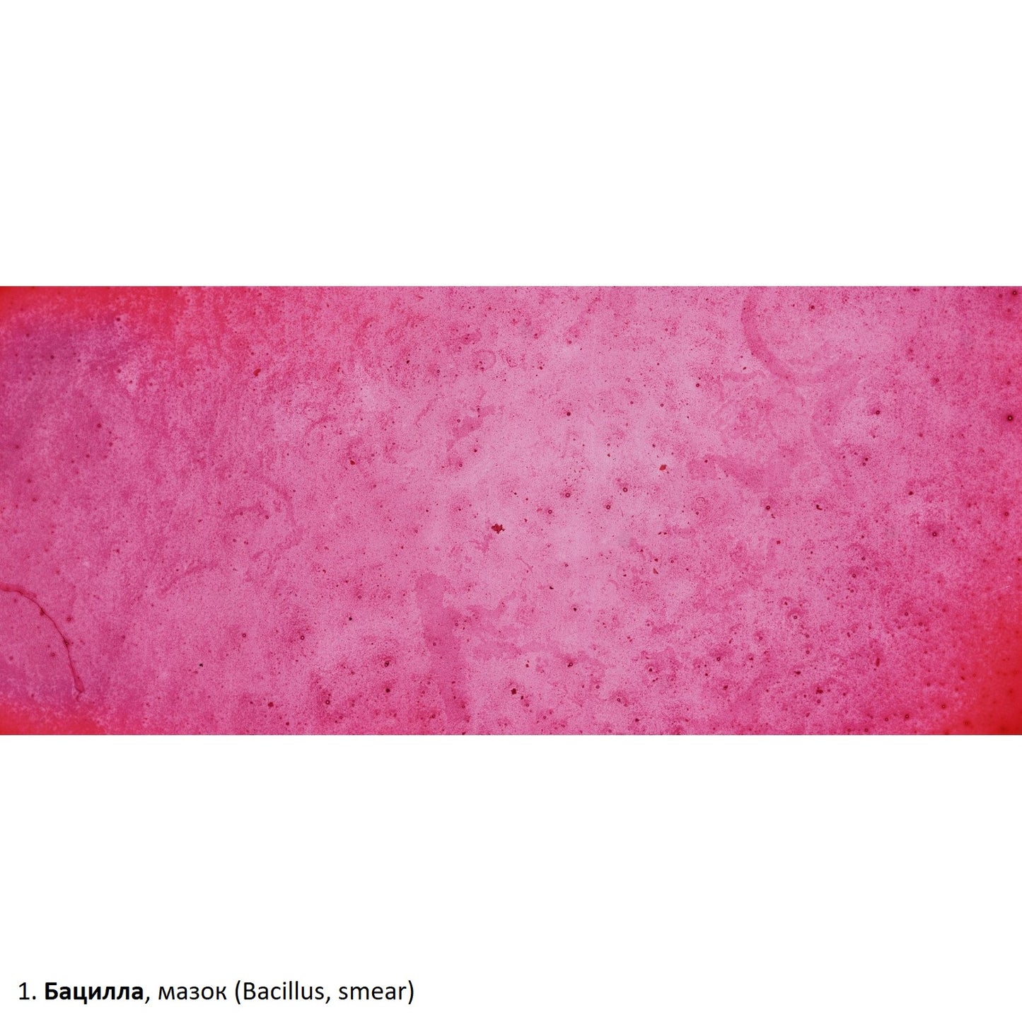 Set of preparations Optima Zagalna biology E (100 pcs.) (S-003.4)