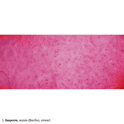 Set of preparations Optima Zagalna biology E (100 pcs.) (S-003.4)