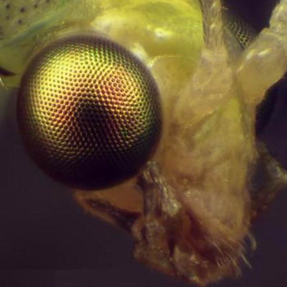 Microscope Bresser Advance ICD 10x-160x (5804000)