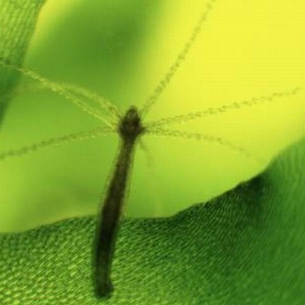 Microscope Bresser Advance ICD 10x-160x (5804000)