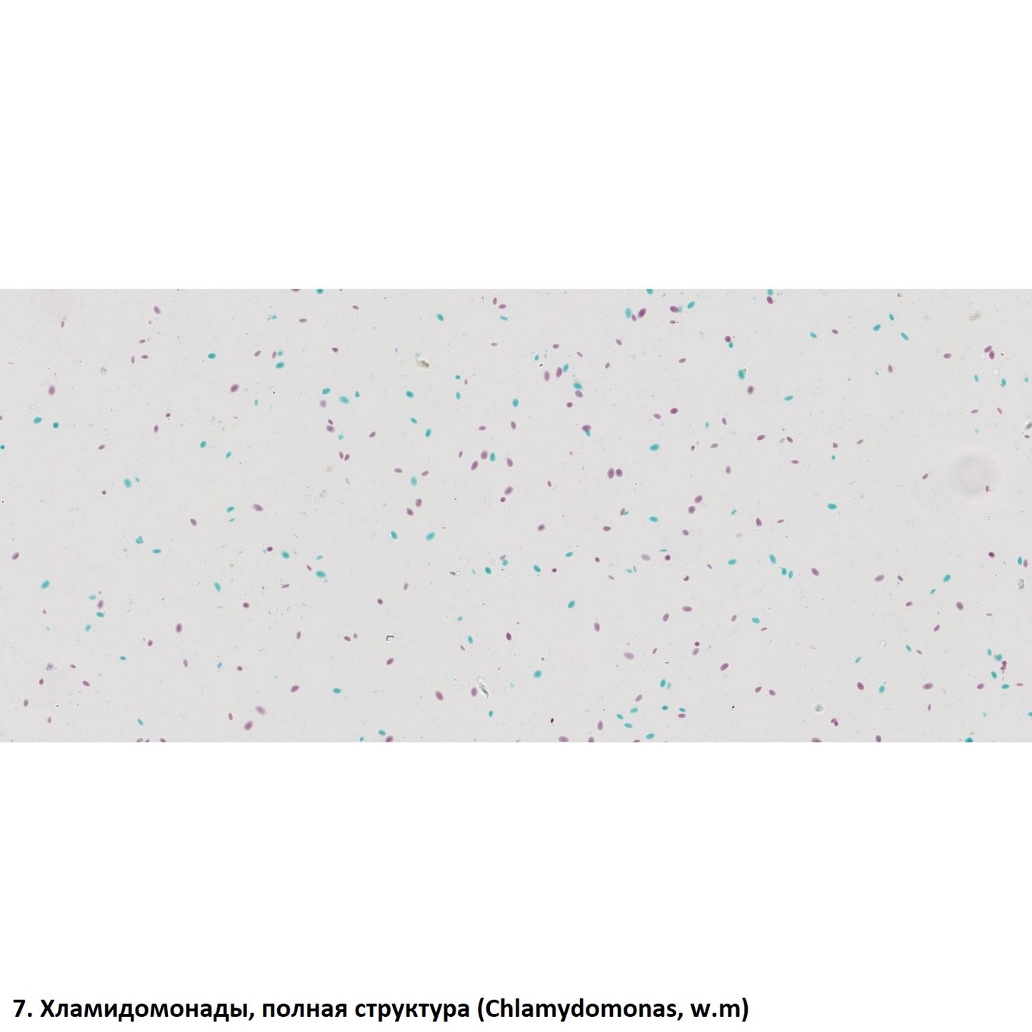 Set of preparations Optima Zagalna biology E (100 pcs.) (S-003.4)