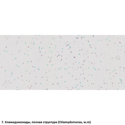Set of preparations Optima Zagalna biology E (100 pcs.) (S-003.4)