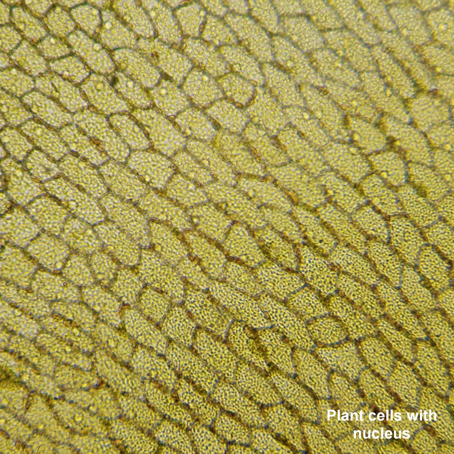 Microscope Bresser Biolux LCD Touch 5MP HDMI 30x-1200x (5201020)