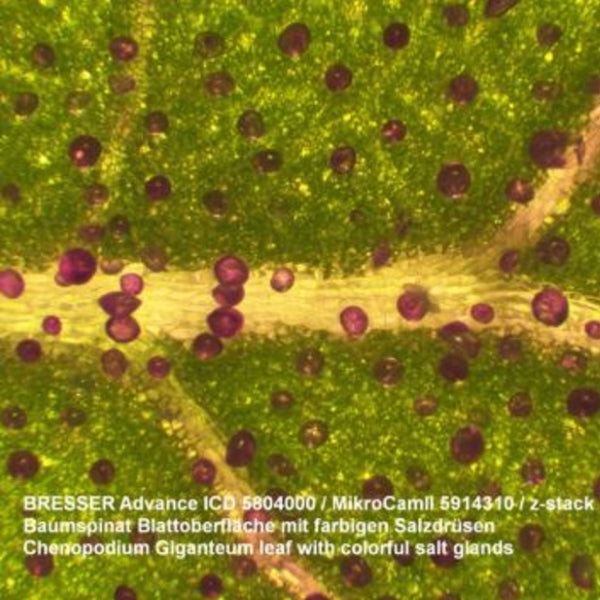 Microscope Bresser Advance ICD 10x-160x (5804000)