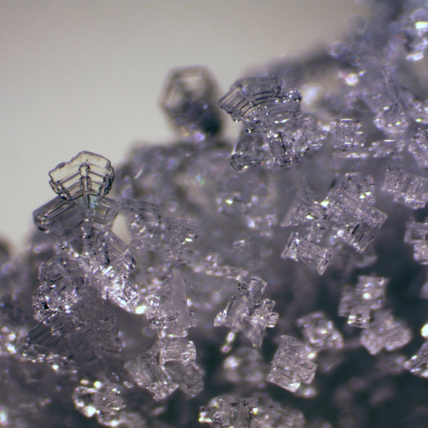 Microscope Bresser Erudit ICD (30.5) (5803600)