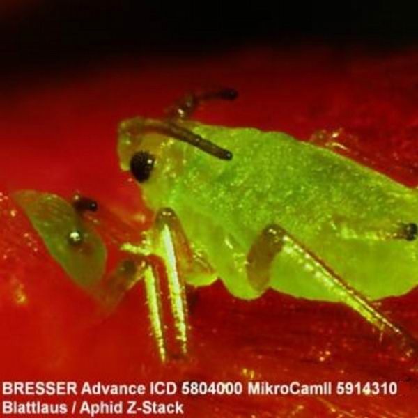 Microscope Bresser Advance ICD 10x-160x (5804000)