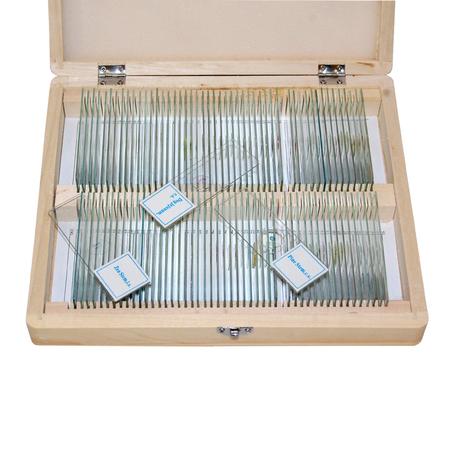 Set of preparations Optima Zagalna biology E (100 pcs.) (S-003.4)