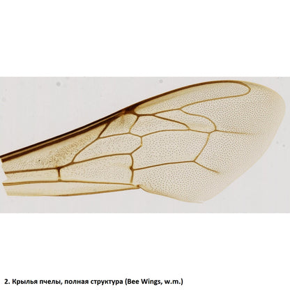 Set of preparations Optima Zagalna biology E (100 pcs.) (S-003.4)