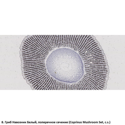 Set of preparations Optima Zagalna biology E (100 pcs.) (S-003.4)