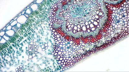 Bresser digital camera for microscopes and telescopes Full HD (5913650)