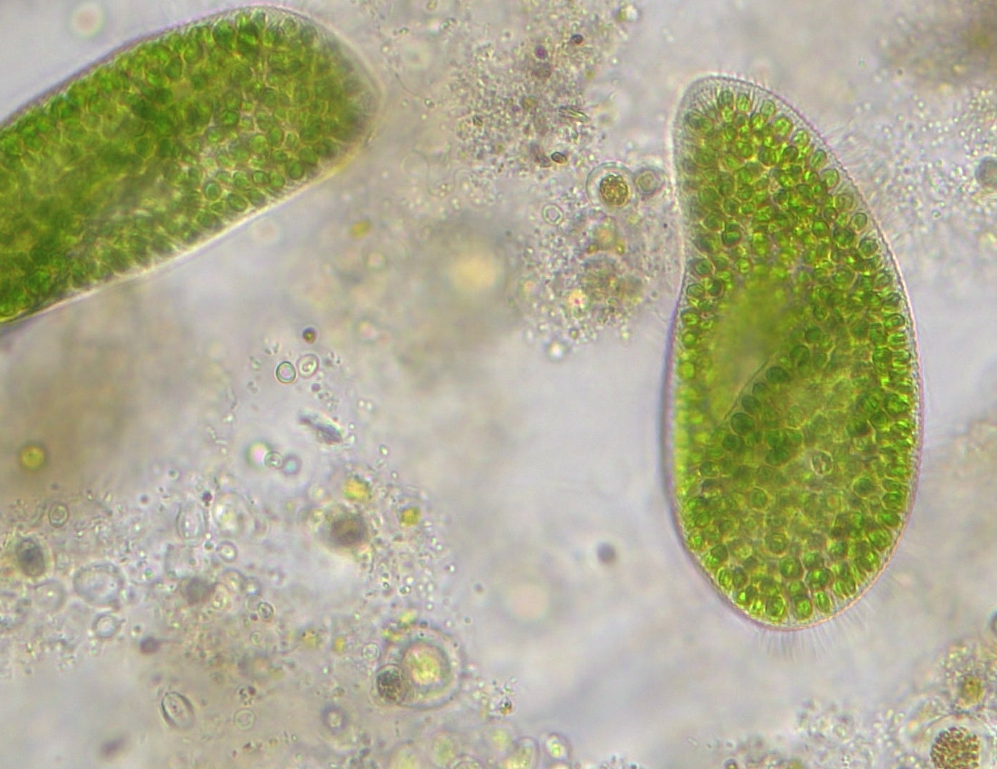 Microscope Bresser Trino Researcher 40x-1000x (5723100)