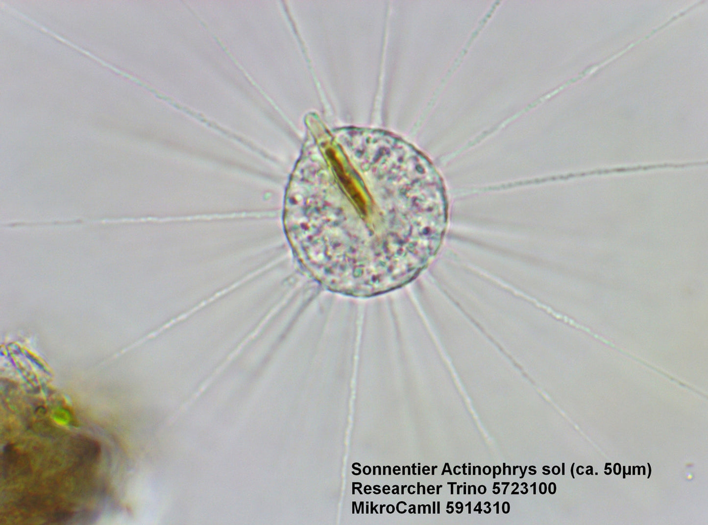 Microscope Bresser Trino Researcher 40x-1000x (5723100)