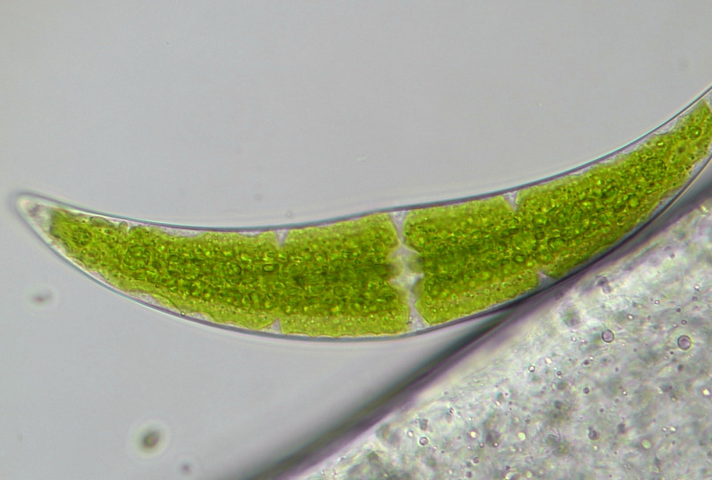 Microscope Bresser Trino Researcher 40x-1000x (5723100)