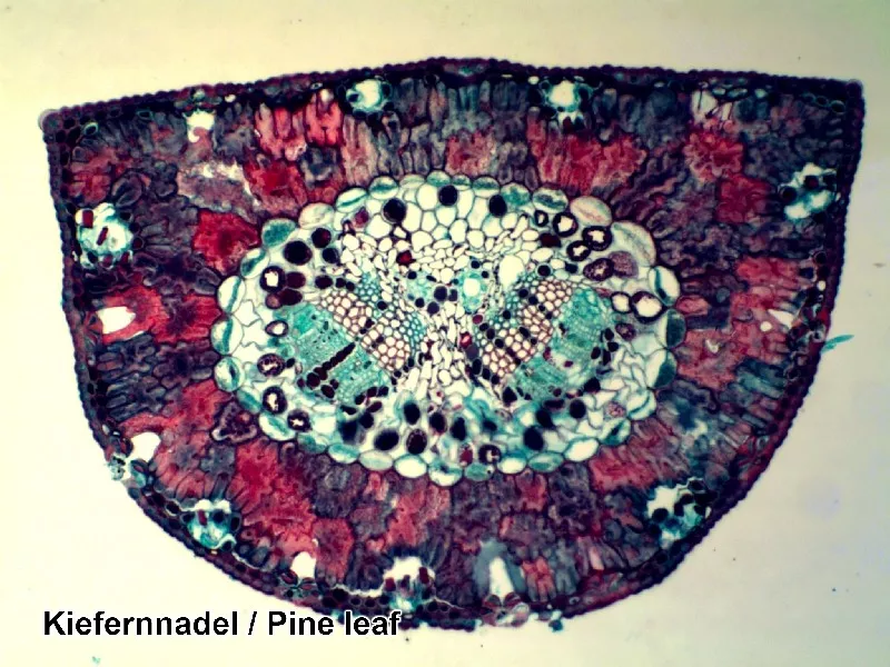 Set of micropreparations Bresser 100 pcs (5986003)