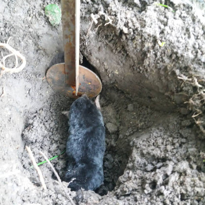 кротобойка