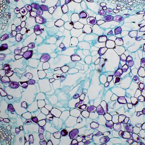 Microscope Optika B-292PLi 40x-1000x Bino Infinity