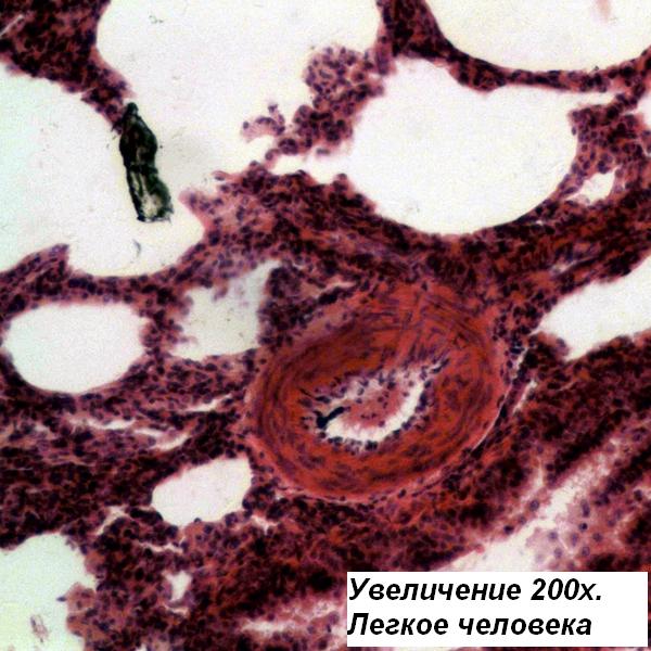 Microscope Bresser Science TRM-301 40x-1000x Phase Contrast (5760100P)