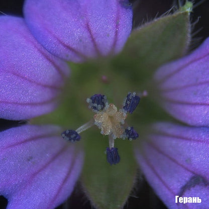 Microscope Bresser Biolux ICD Stereo 20x