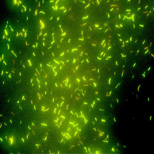 Microscope Optika B-293LD1 100x-1000x Trino Fluorescence