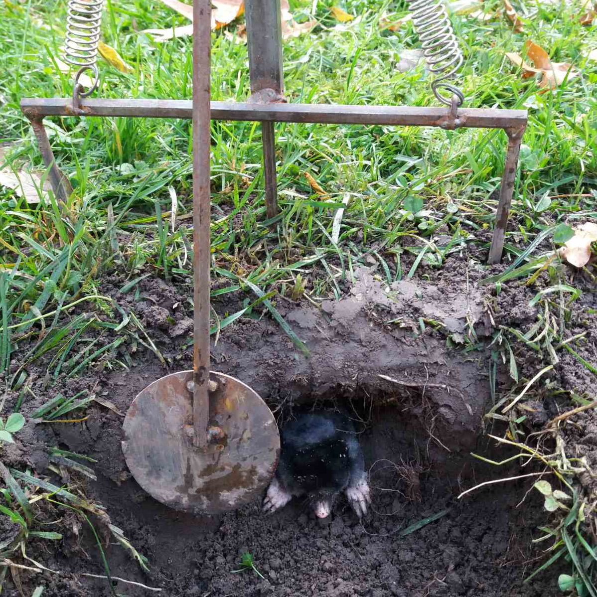 кротобойка